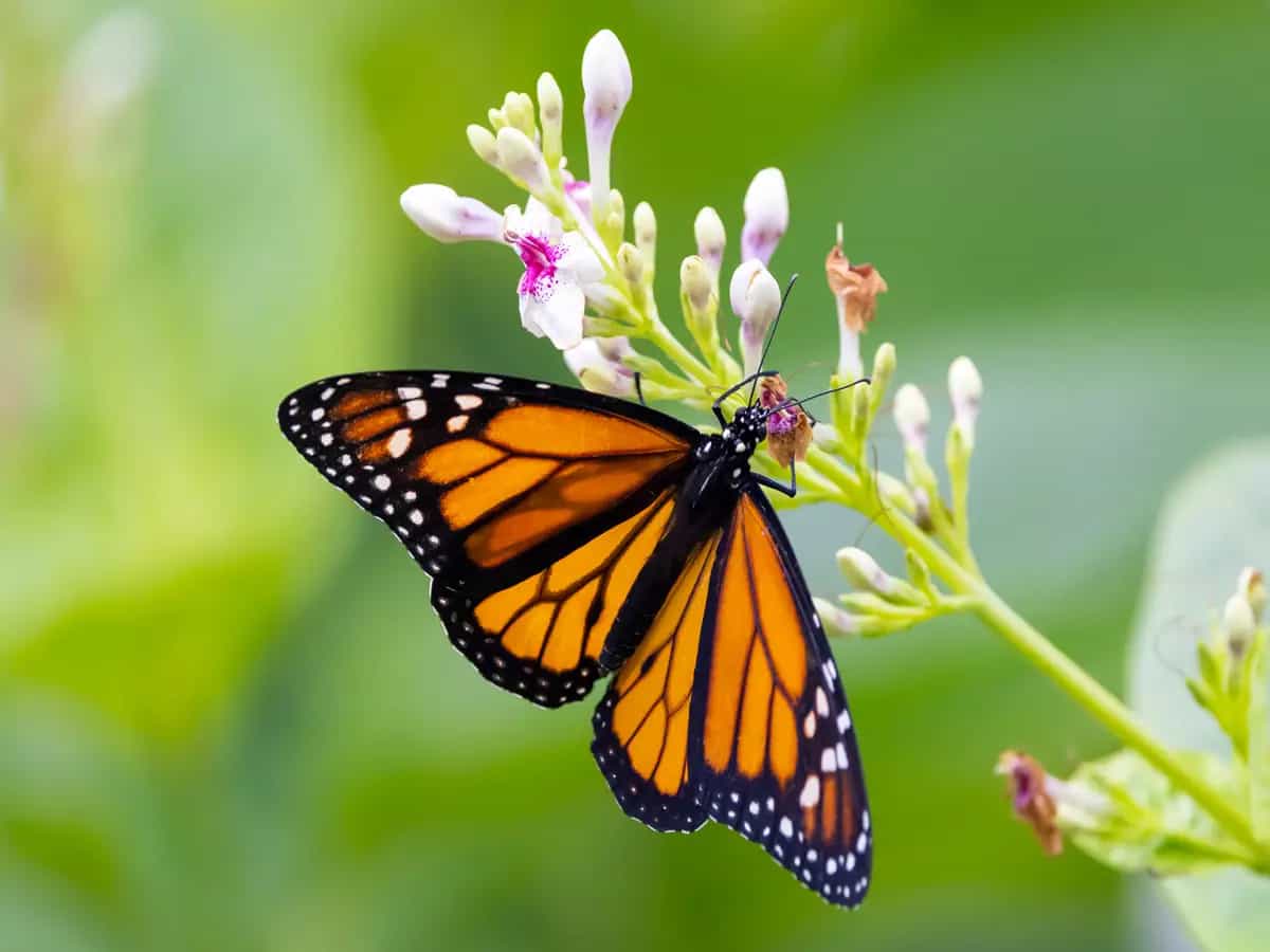 Farfalla monarca, diminuisce il rischio di estinzione