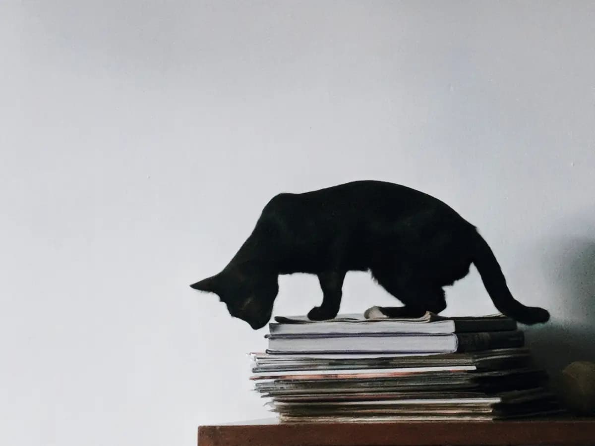 Gatti neri, i felini domestici più amati dalla letteratura
