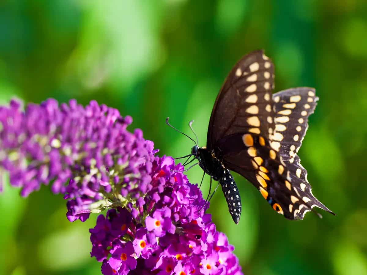 Farfalle, riscoperte alcune specie date per estinte grazie alla citizen science