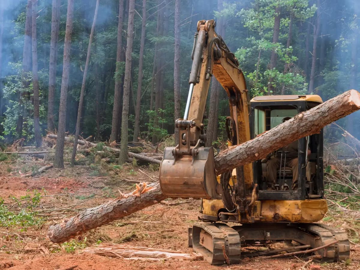 Deforestazione: quale nazione perde più alberi ogni anno?
