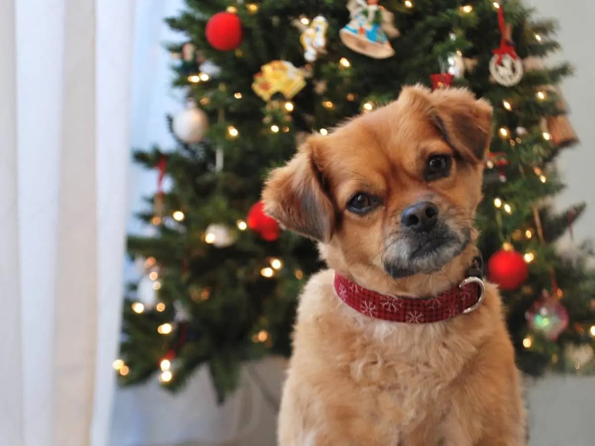 Come abituare i cani all’albero di Natale