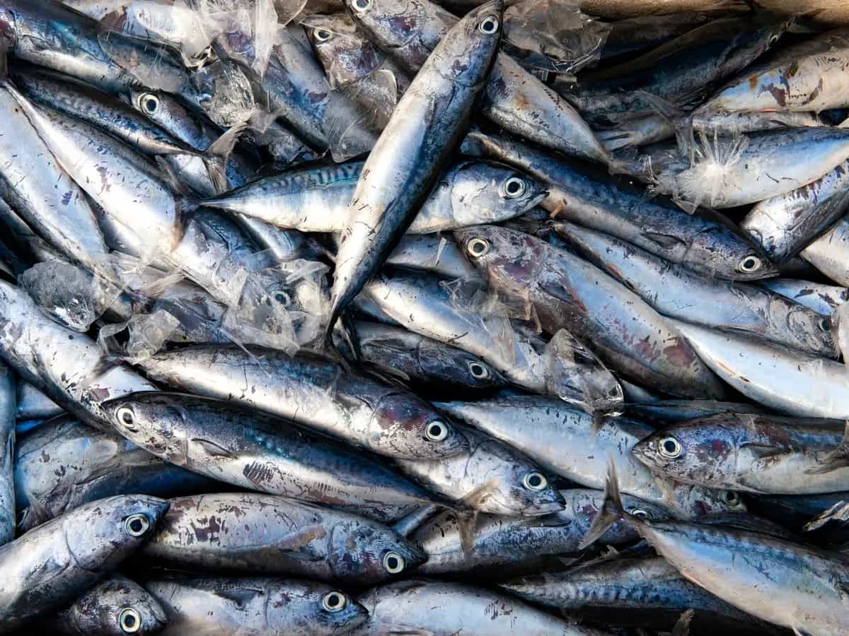 La pesca del pesce azzurro può essere sostenibile?