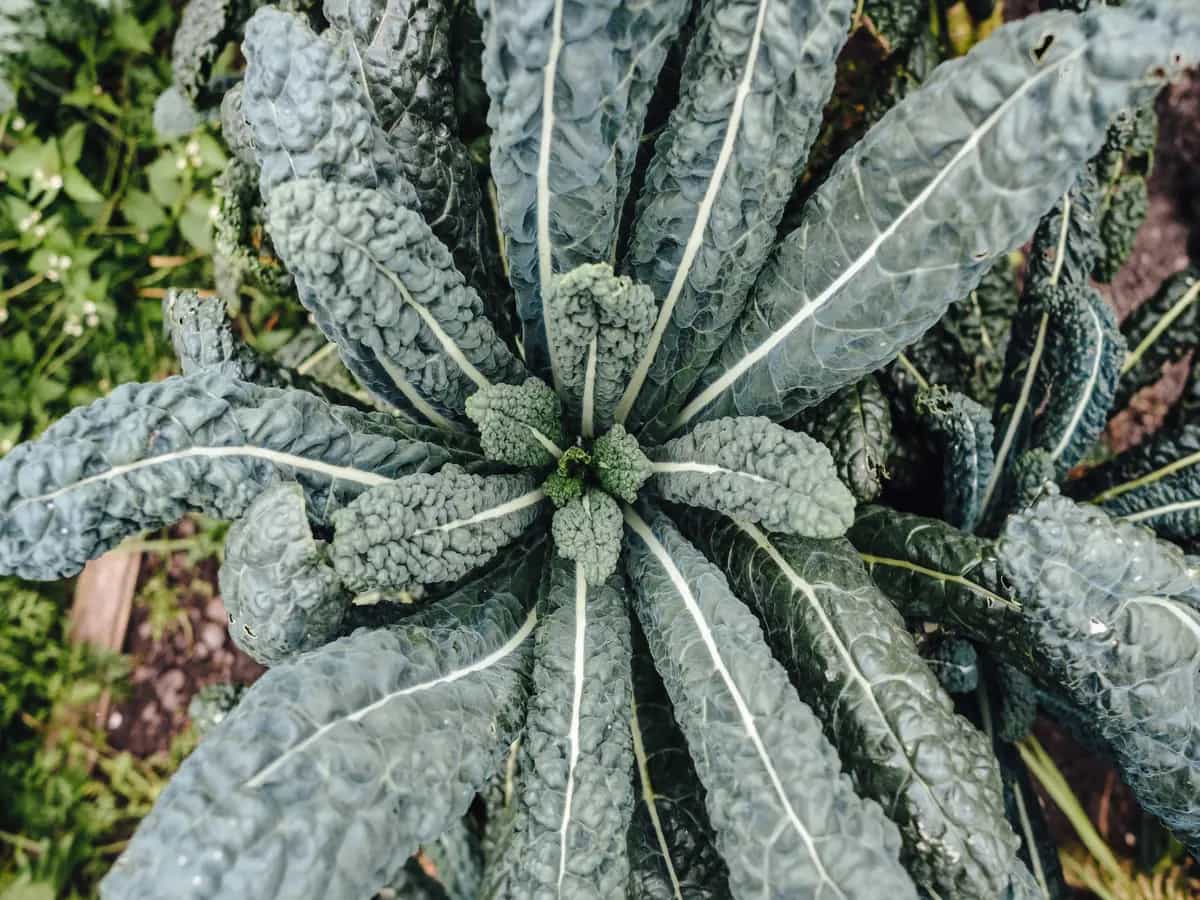 Cavolo nero, le proprietà curative di questa verdura autunnale
