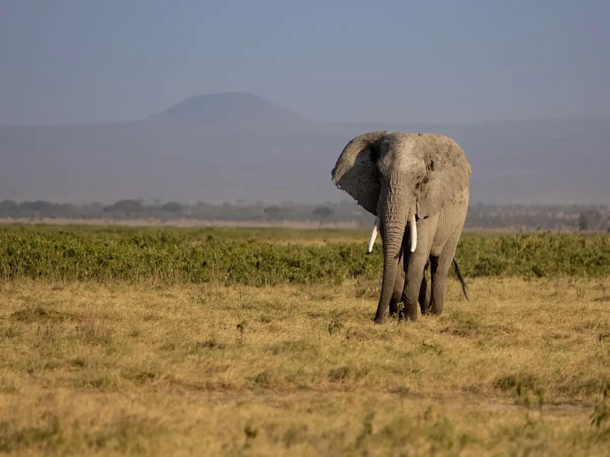 Bracconaggio elefanti, fenomeno legato anche a condizioni economiche in Africa