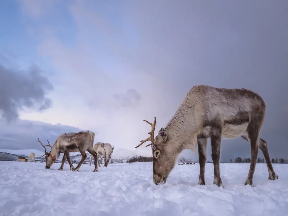La migrazione delle renne: uno spettacolo della natura