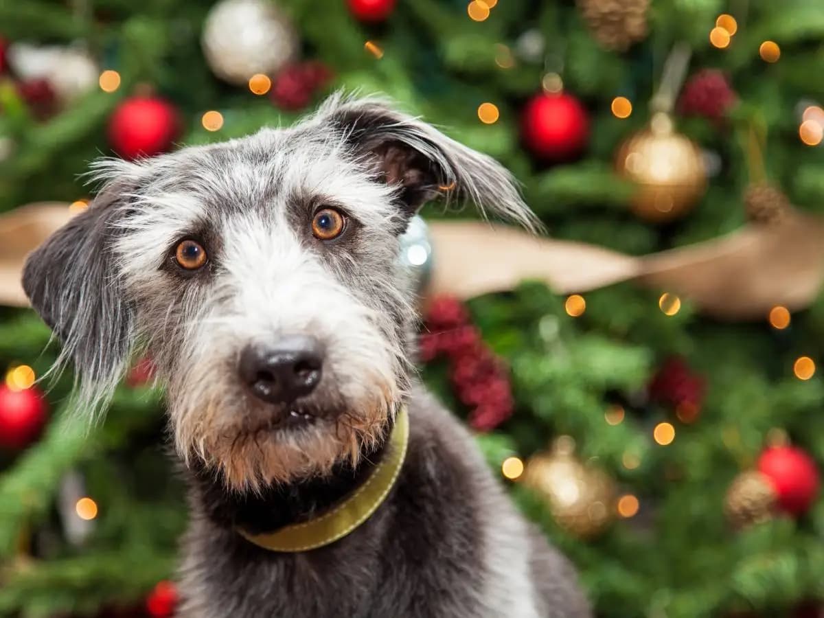 Cani: ecco quali sono i pericoli dei festeggiamenti di Natale