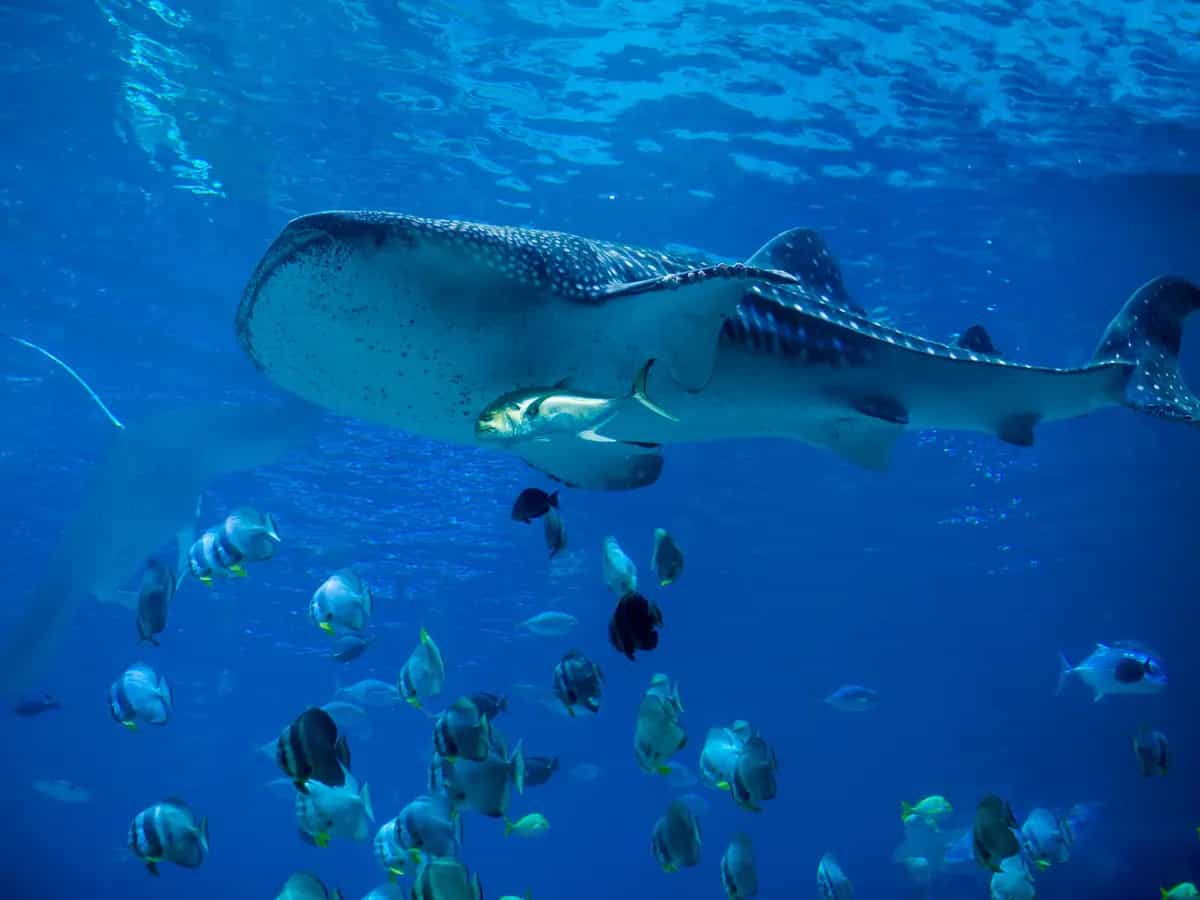 Gli squali balena sono tra gli animali più longevi della Terra