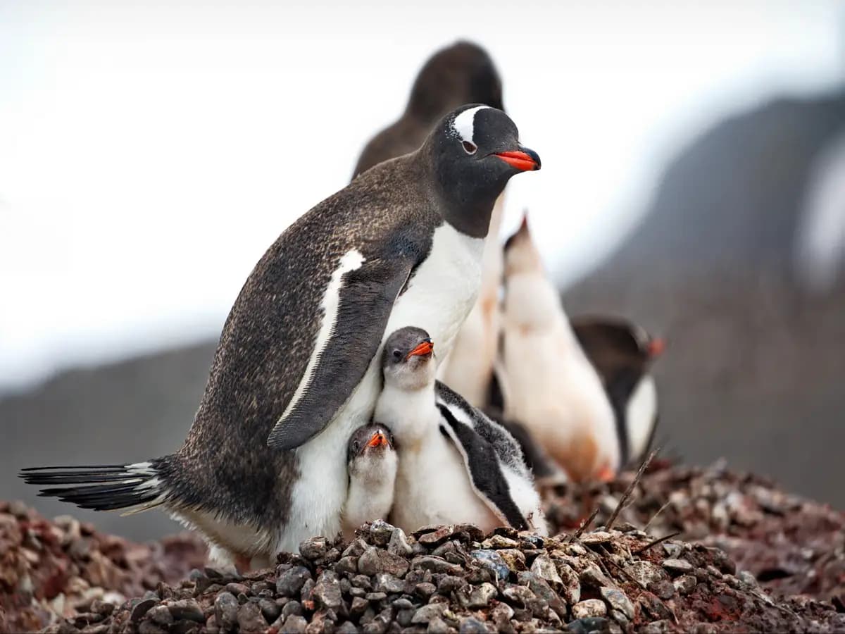 I pinguini fanno brevi sonnellini per prendersi cura della prole
