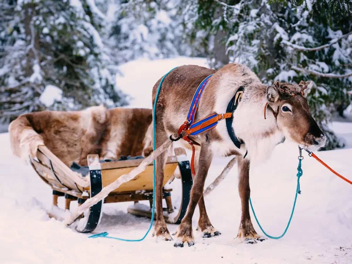 Renne di Babbo Natale: nomi e leggende