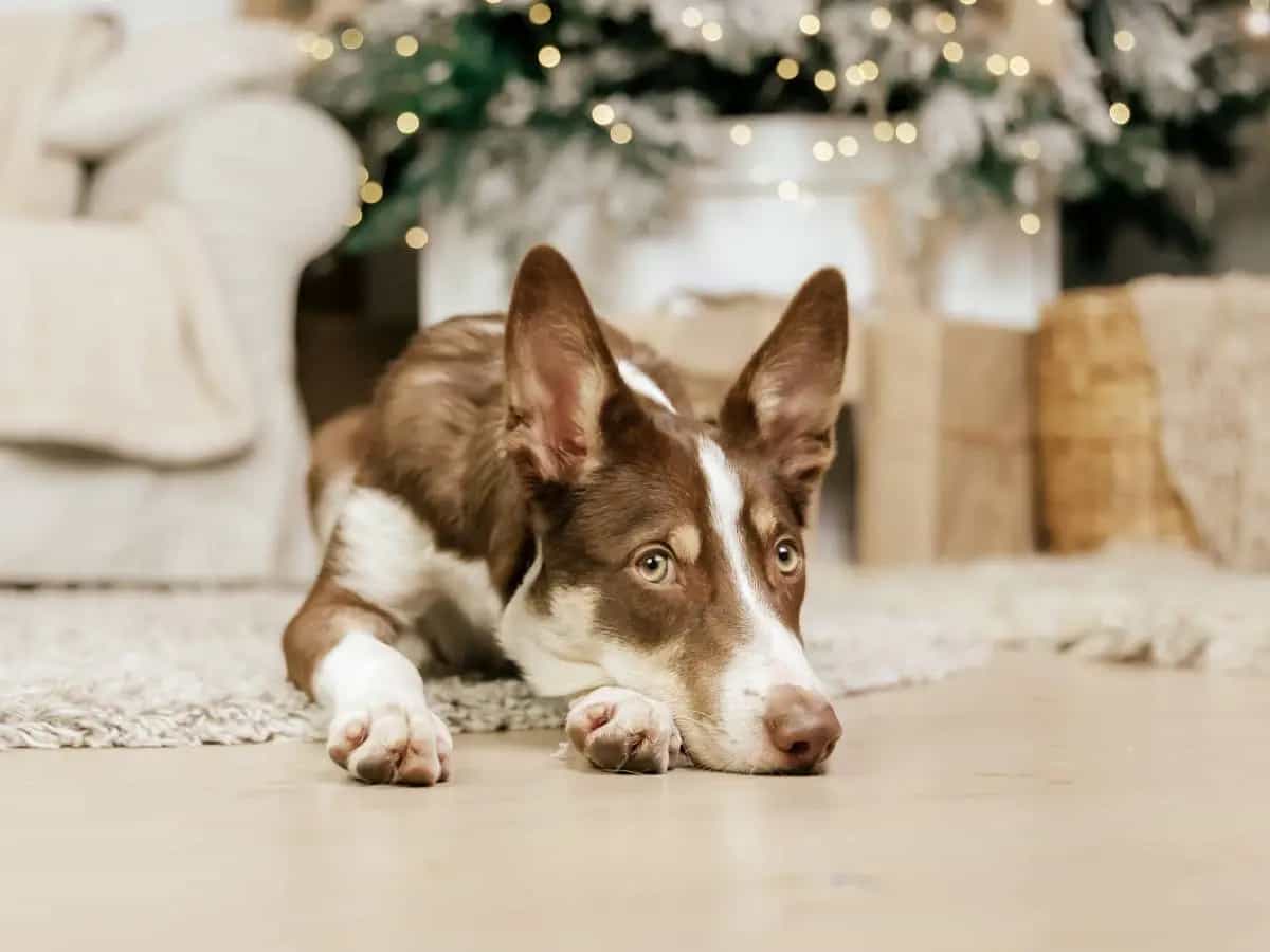 Quali sono le piante di Natale pericolose per i cani?