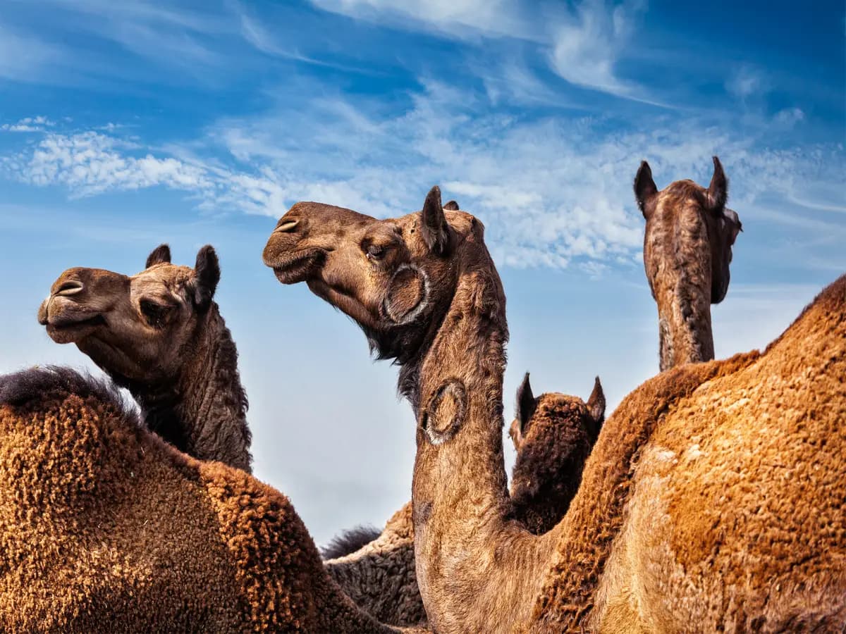 Camelidi, il 2024 sarà l’anno dedicato alla loro tutela