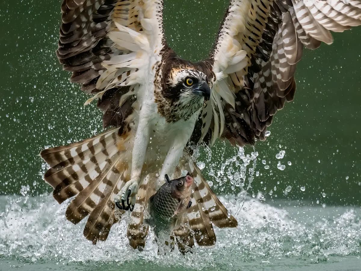 Falco pescatore, ottimi risultati per il progetto di reintroduzione in Italia
