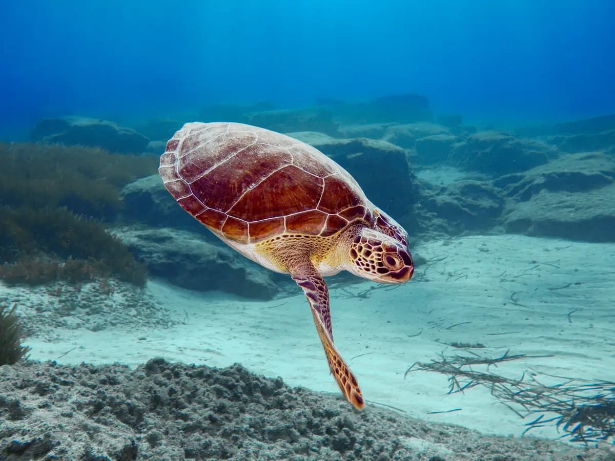 Le tartarughe marine trasportano sul guscio un numero incredibile di animali