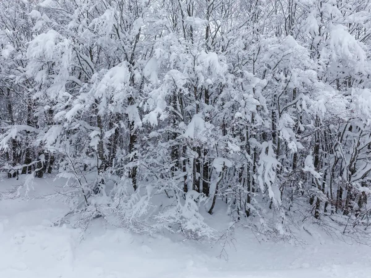 “La neve che mai si accumula”, la bellissima poesia di Emily Dickinson