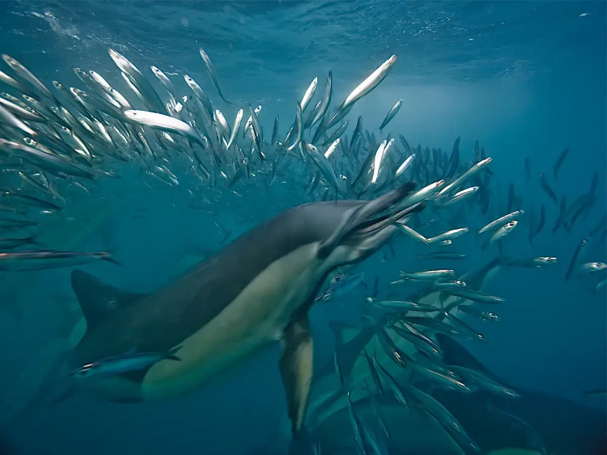 I delfini apprendono nuove tecniche di caccia