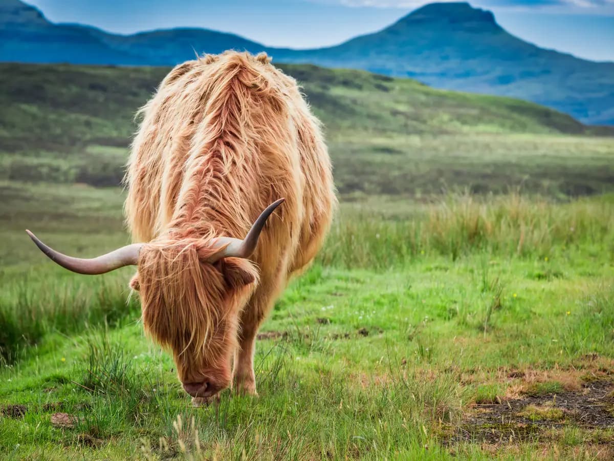 La mucca della Scozia aiuta a preservare il paesaggio e la storia