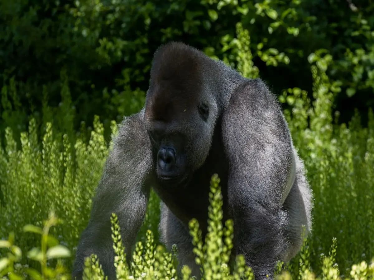 In Congo abituano i gorilla alla presenza dell’uomo