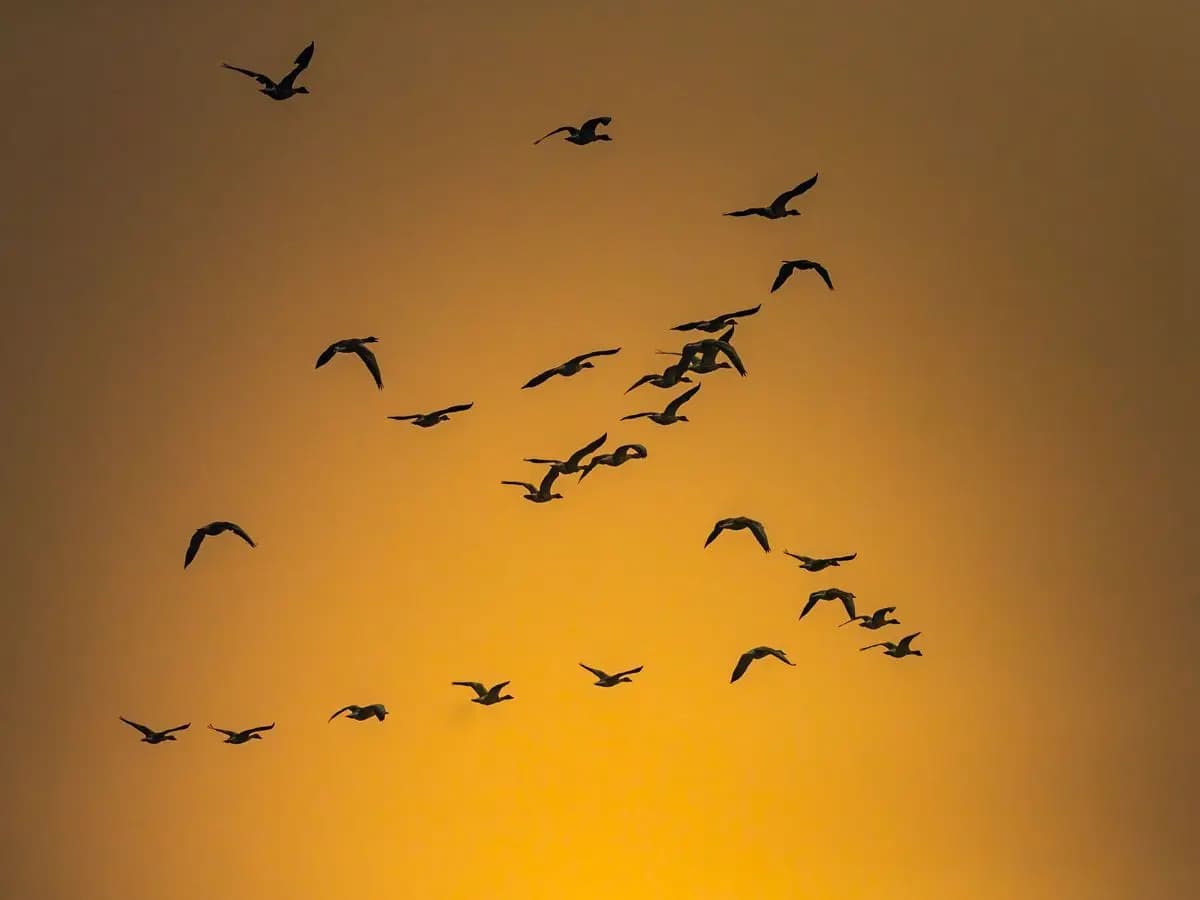 L’impatto dell’uomo sull’ambiente: oltre 1.400 uccelli portati all’estinzione