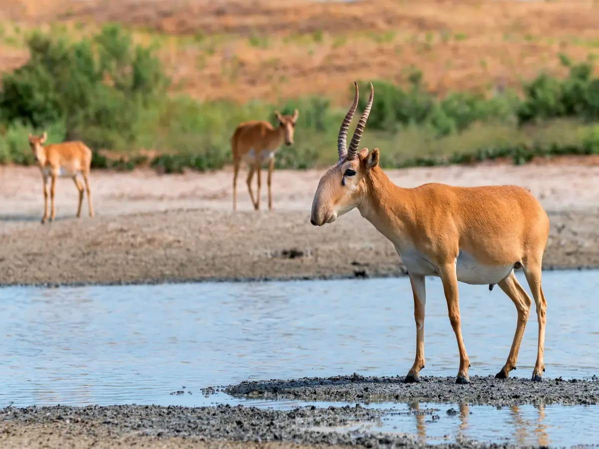 Antilope saiga, non è più in pericolo di estinzione