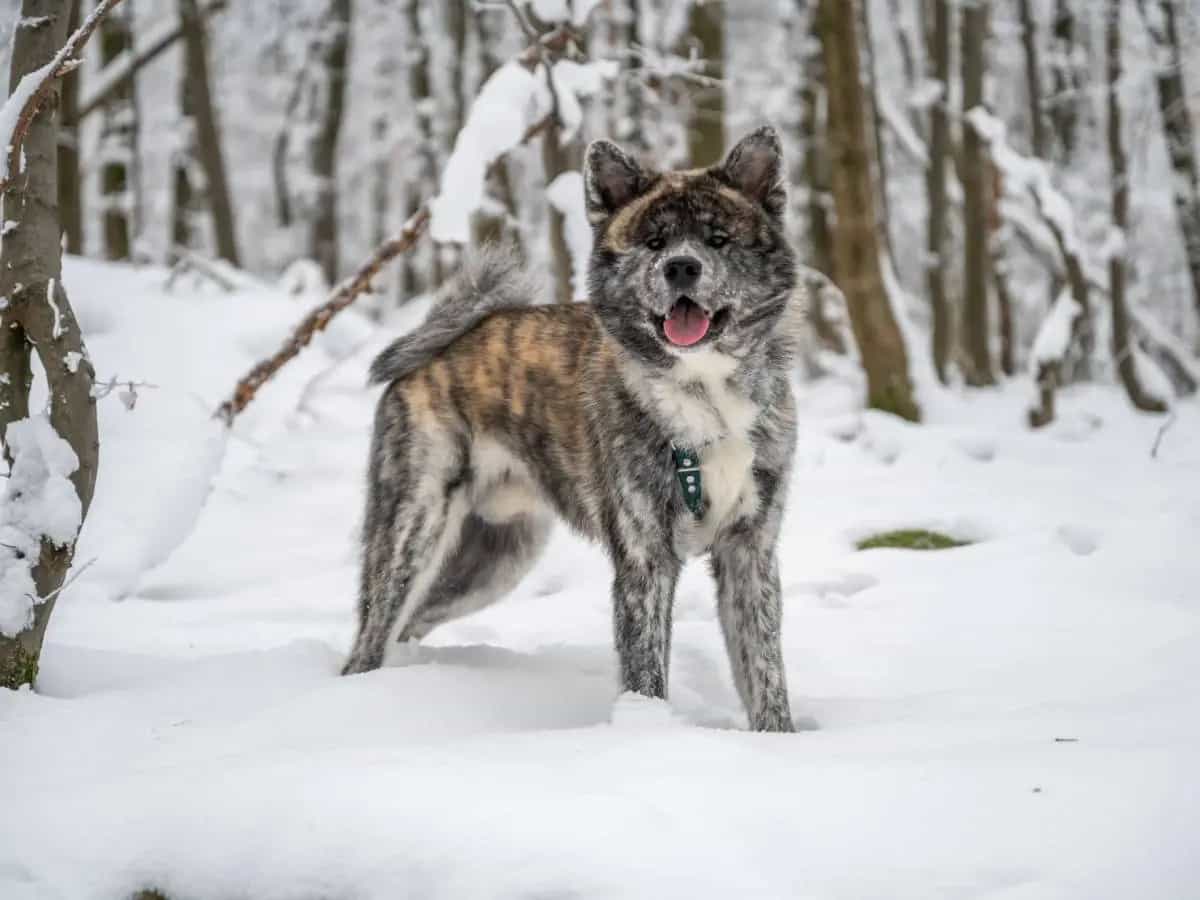 Come proteggere le zampe del cane sulla neve