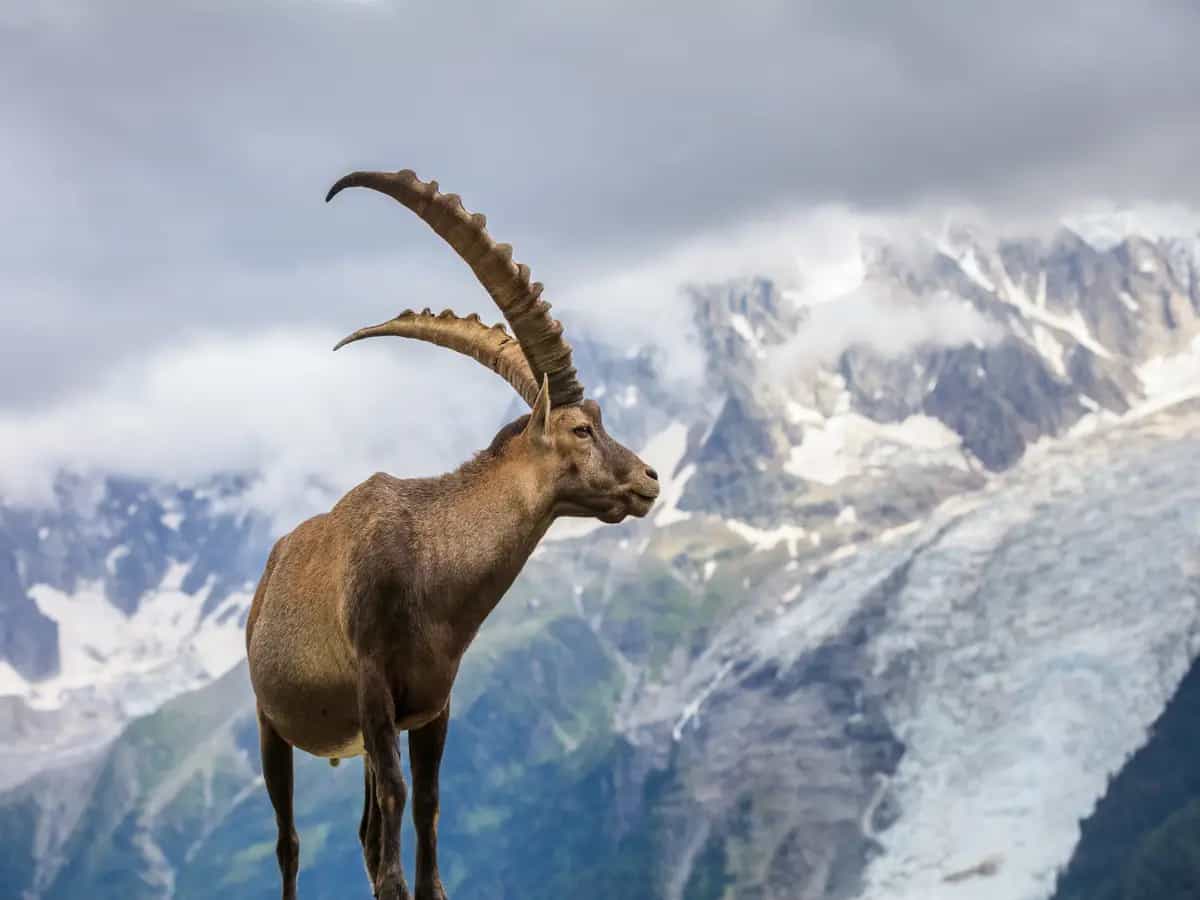 Stambecchi delle Alpi, sempre più notturni a causa dei cambiamenti climatici