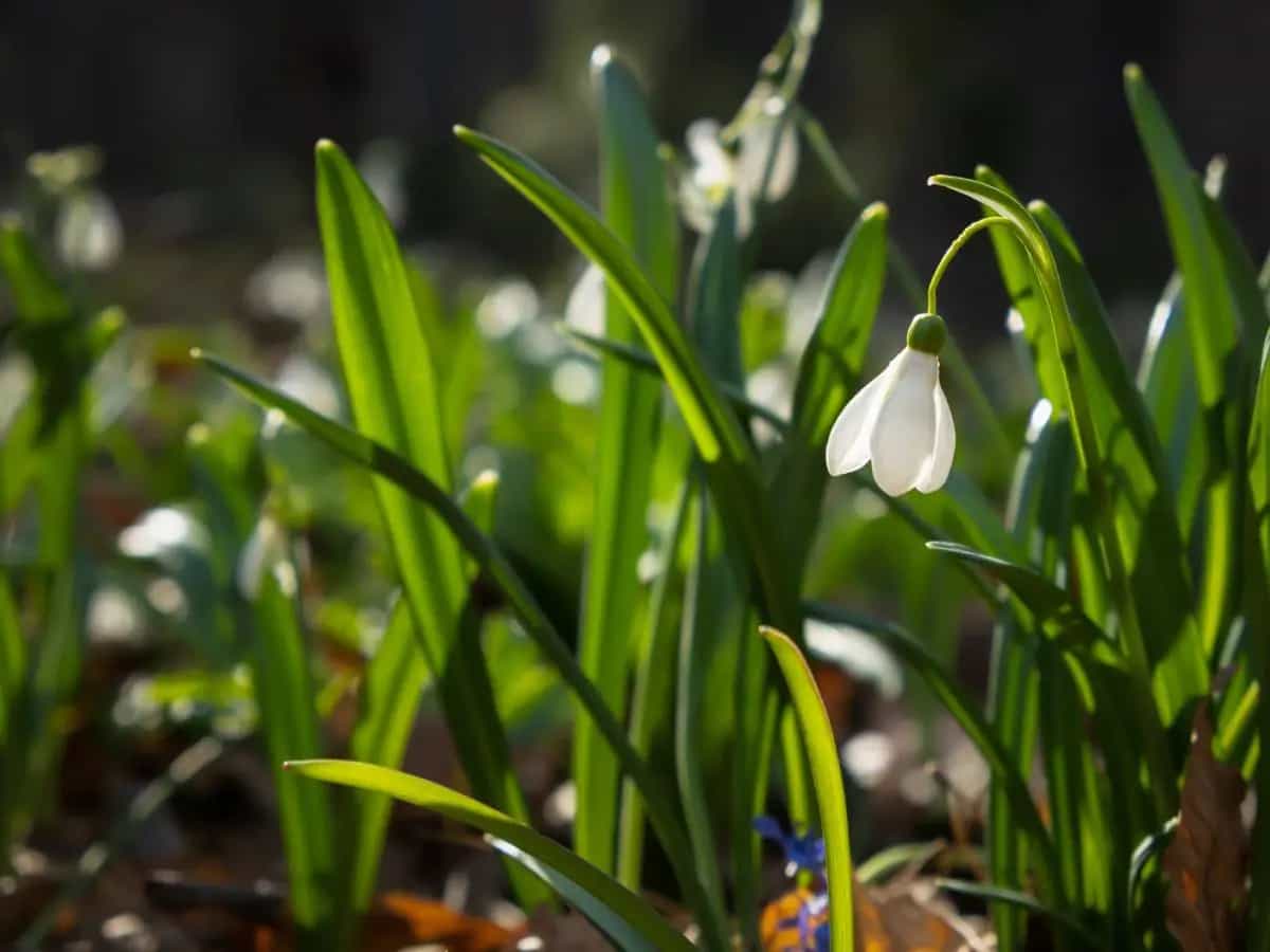 Bucaneve, caratteristiche e significato del fiore