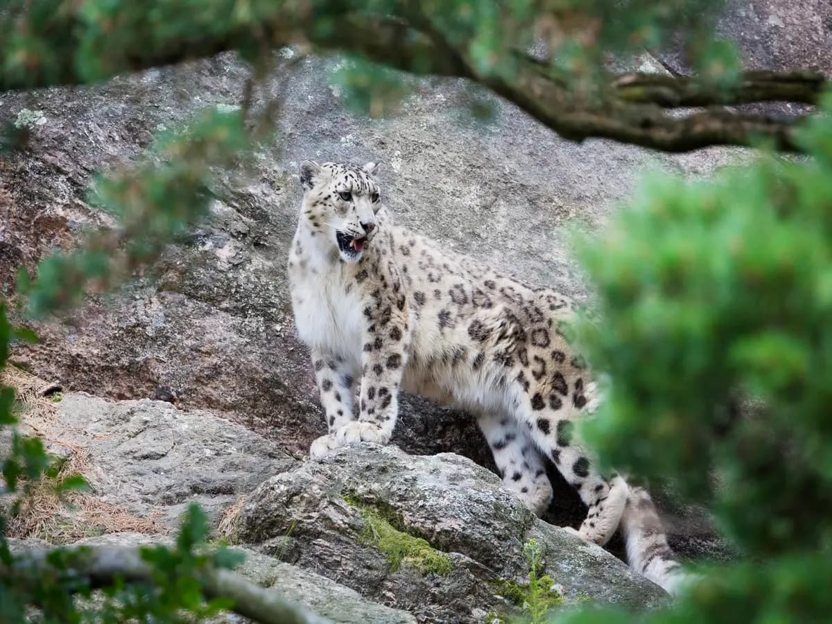 Leopardo delle nevi, in India per la prima volta oggetto di monitoraggio
