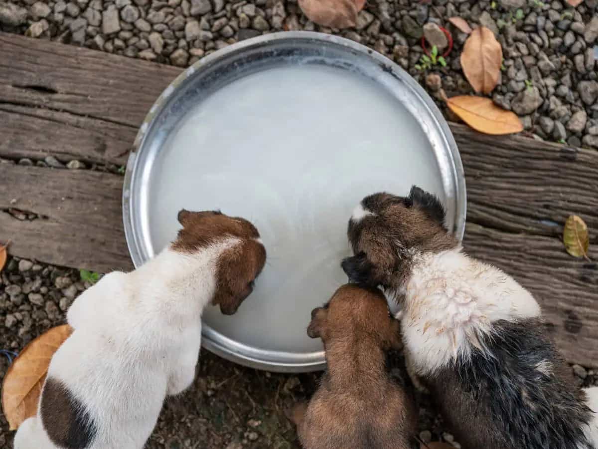 I cani possono bere il latte?