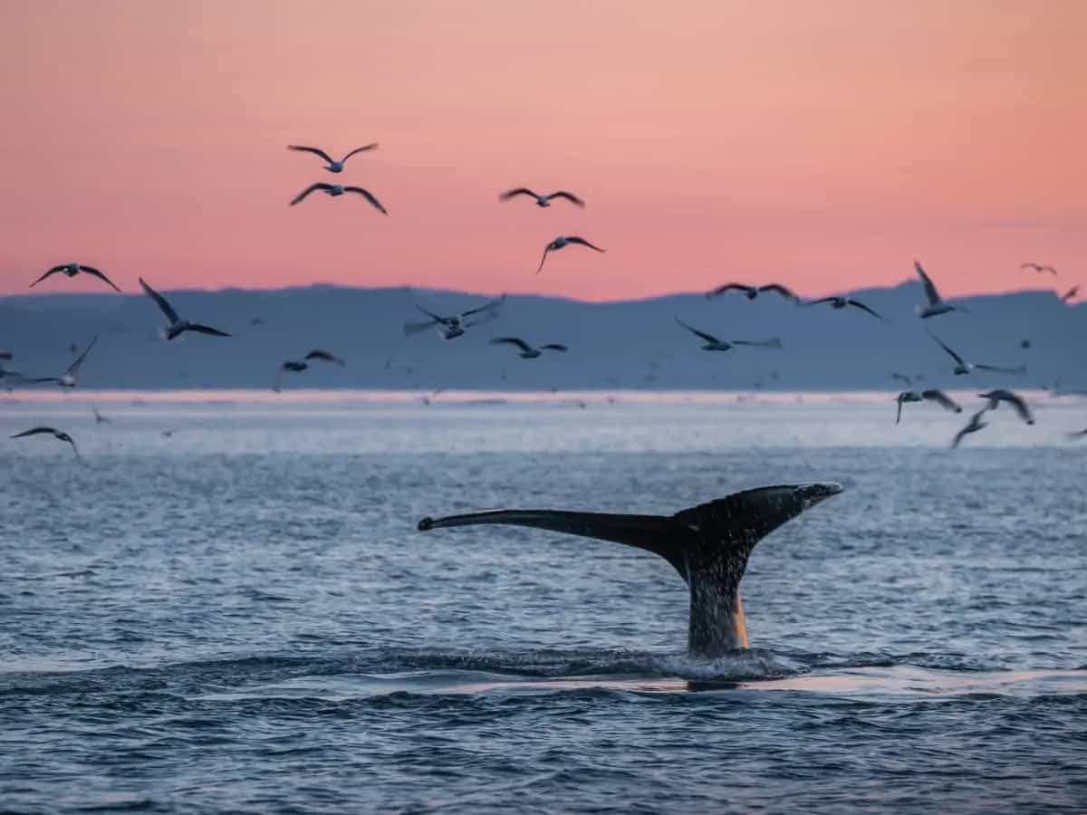 Dove vedere le balene: le migliori destinazioni del mondo