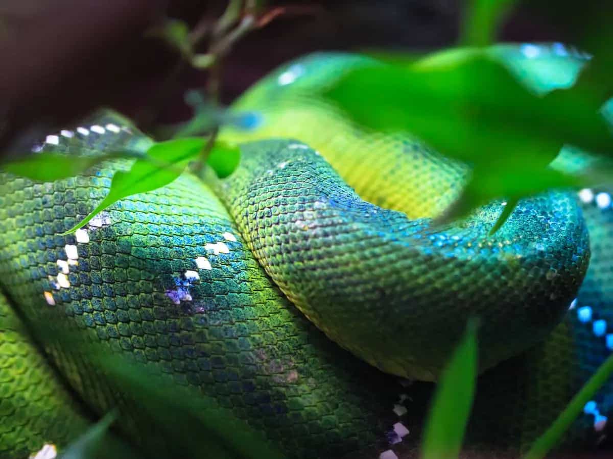 Amazzonia, scoperta l’anaconda più grande del mondo