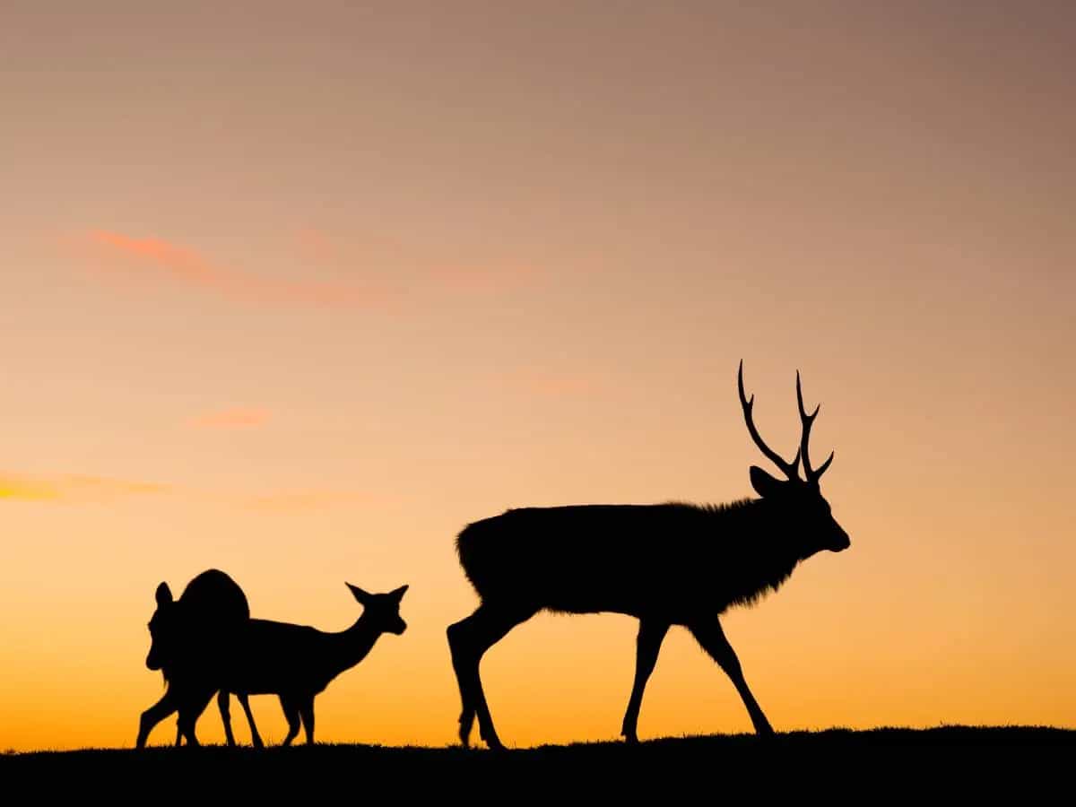 Le poesie più belle sugli animali