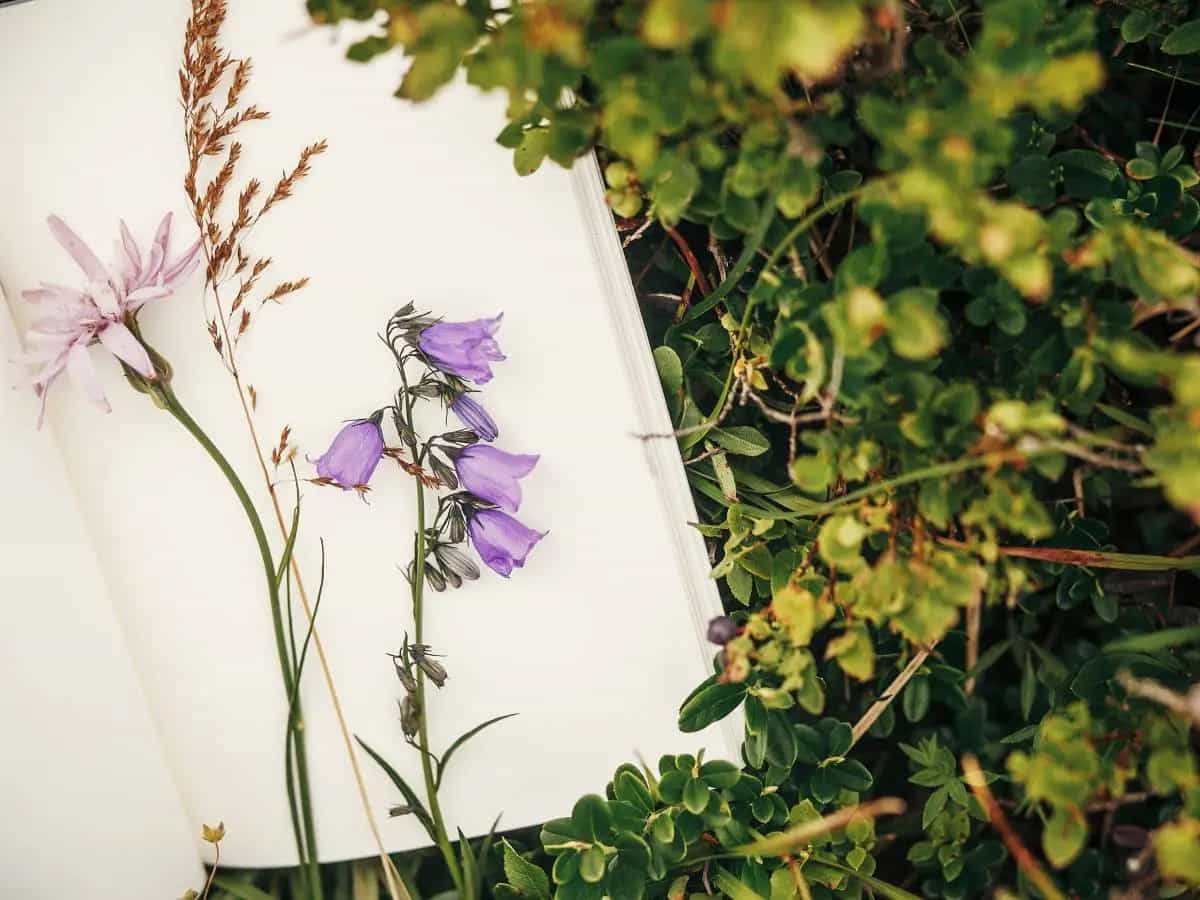 Le citazioni più belle sui fiori