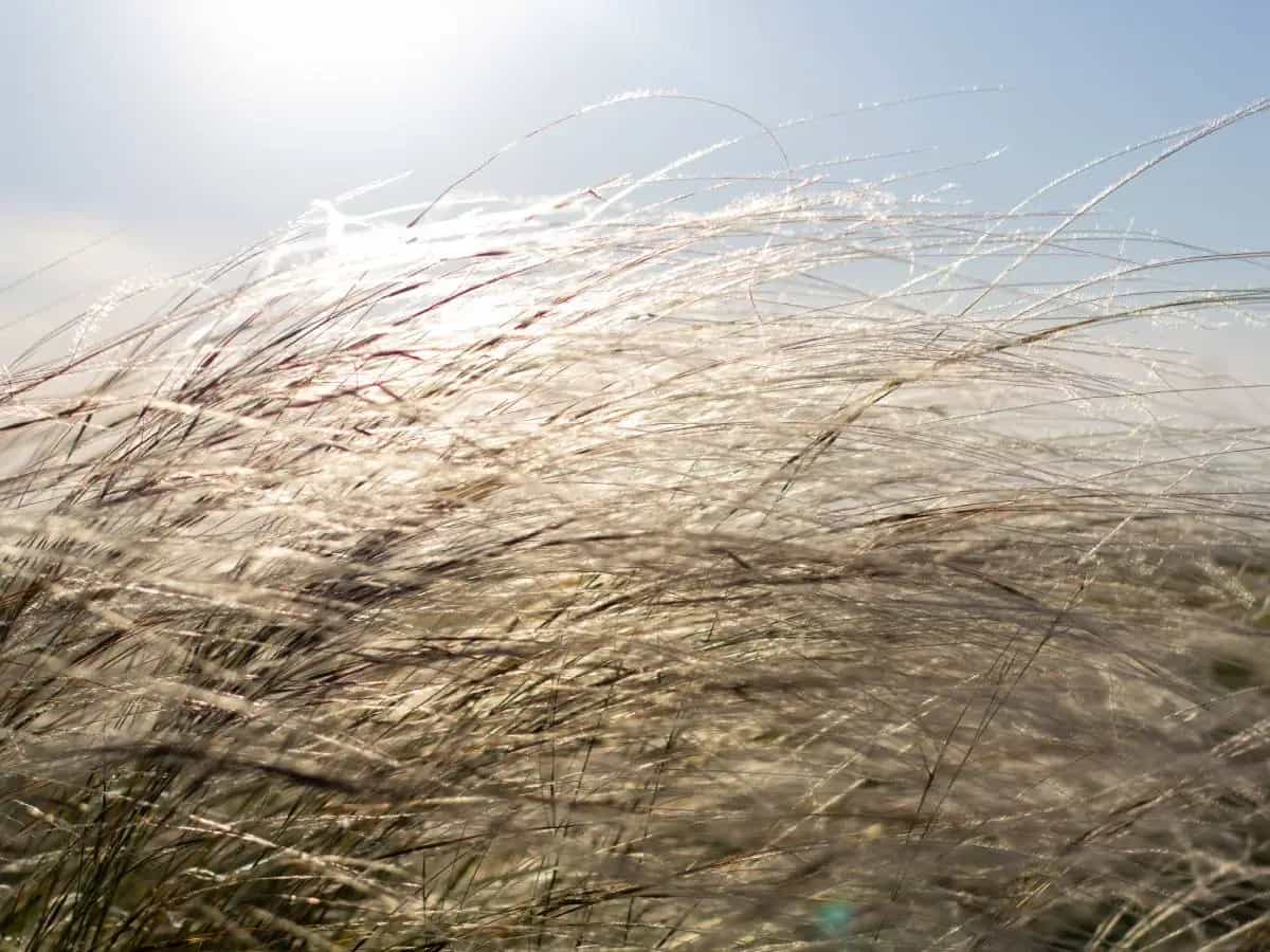Gli aforismi più belli sul vento