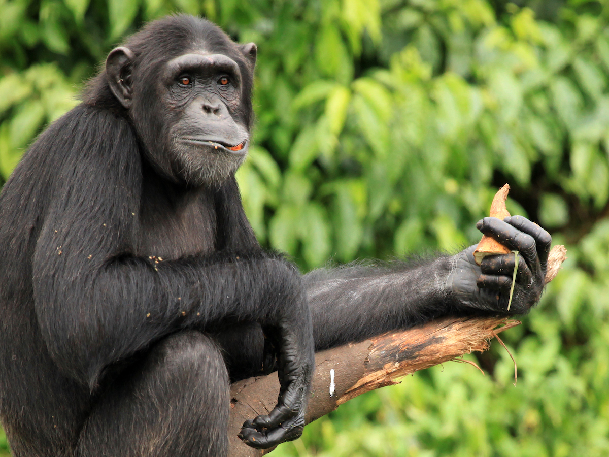 Scimpanzé e api imparano osservando: gli studi