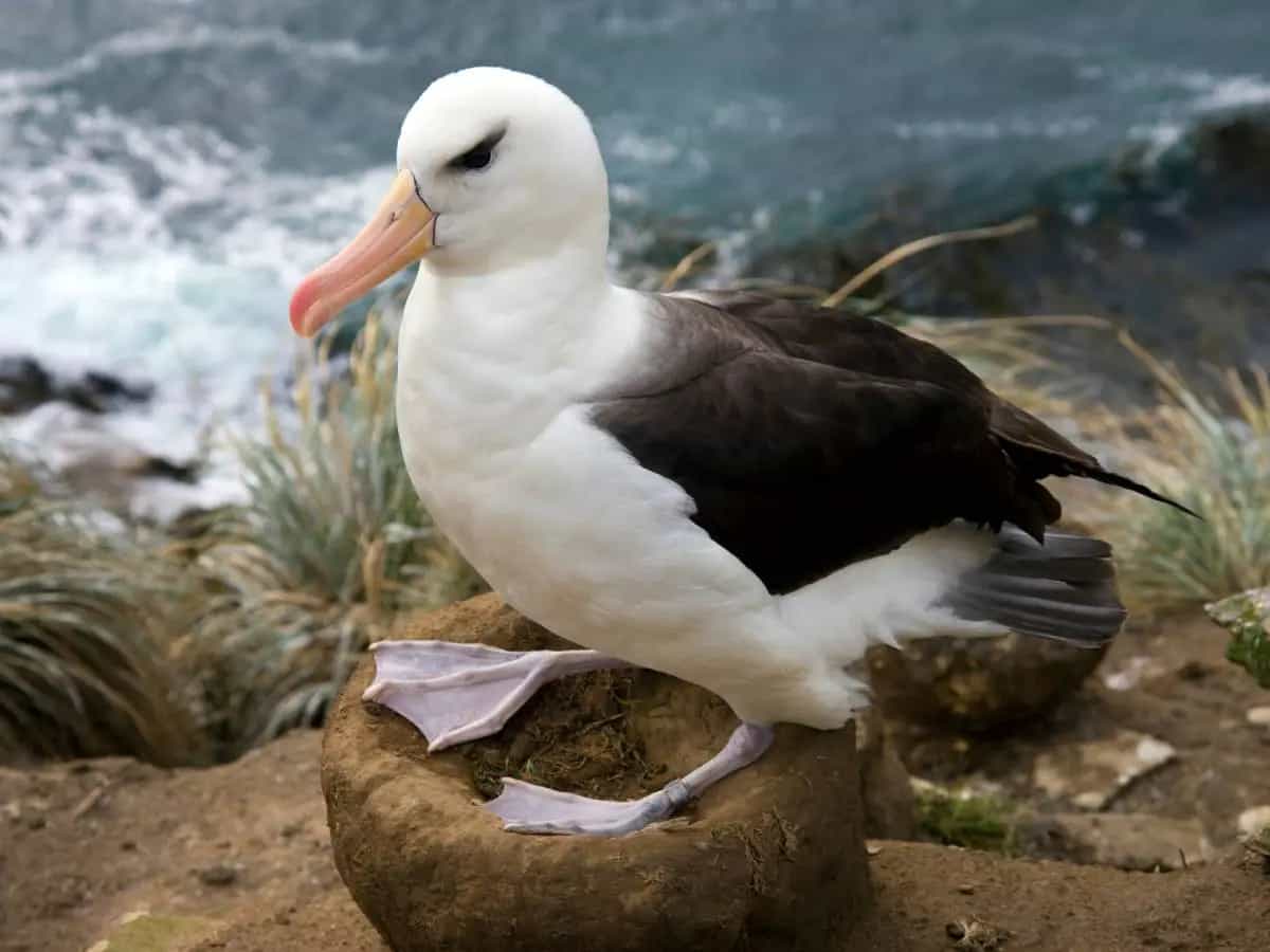 “L’albatros”, la bellissima poesia di Charles Baudelaire
