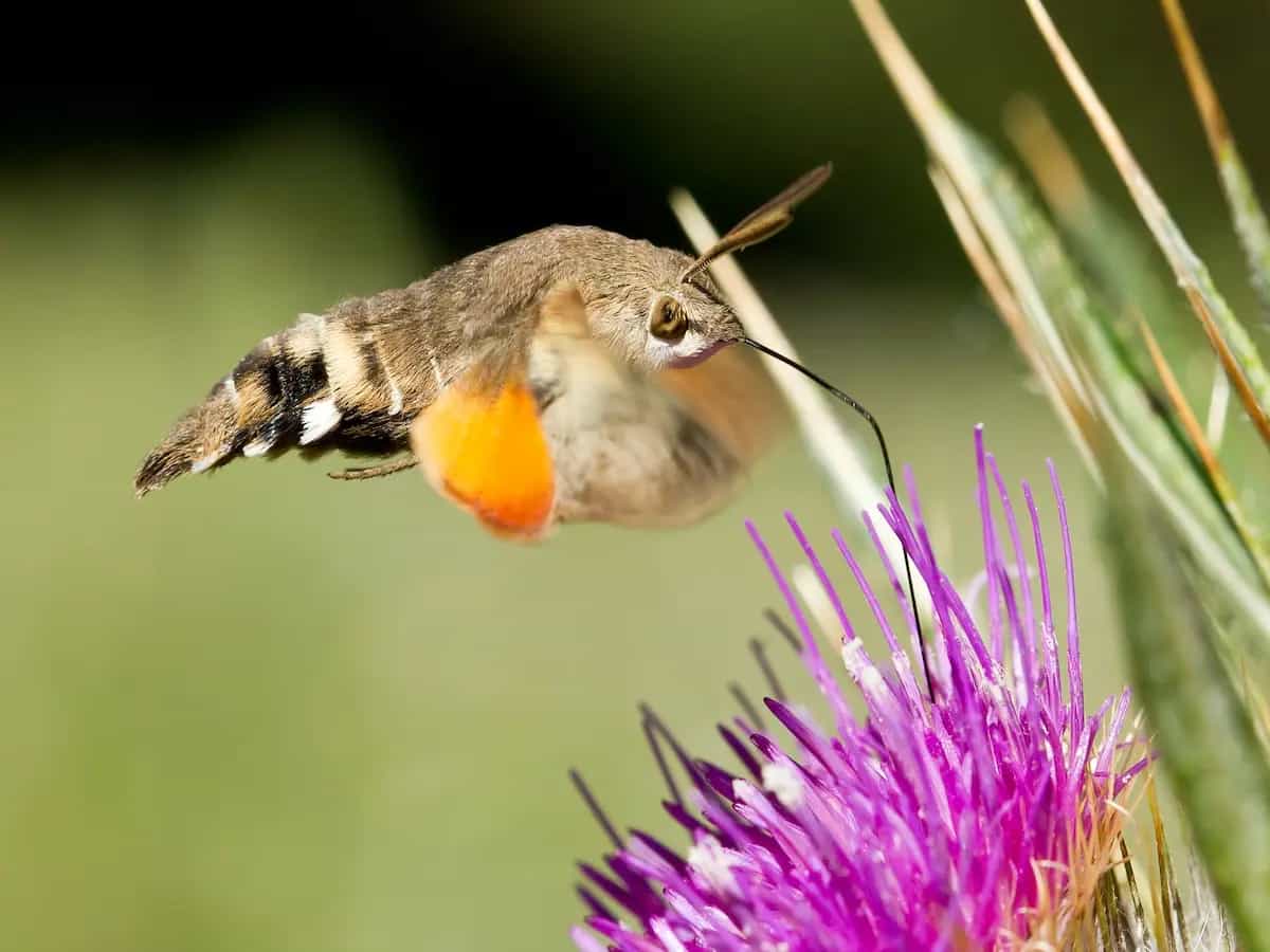 Sfinge del galio: l'insetto che somiglia a un colibrì