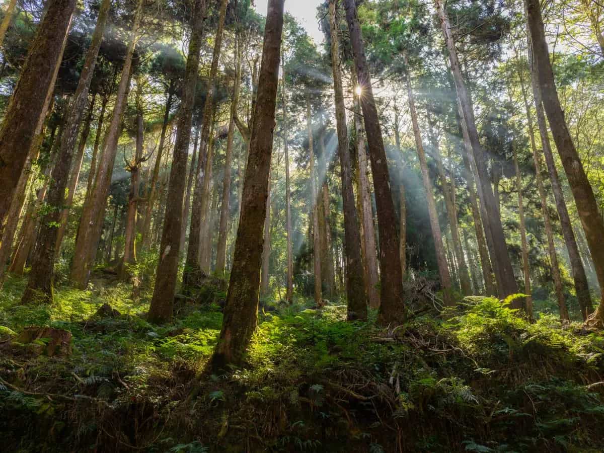 Quanti tipi di foreste esistono?