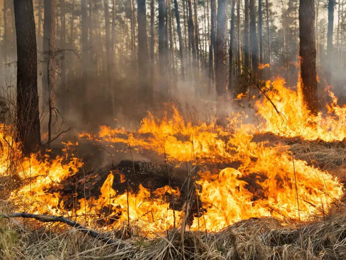 Perché il cambiamento climatico rende peggiori gli incendi?