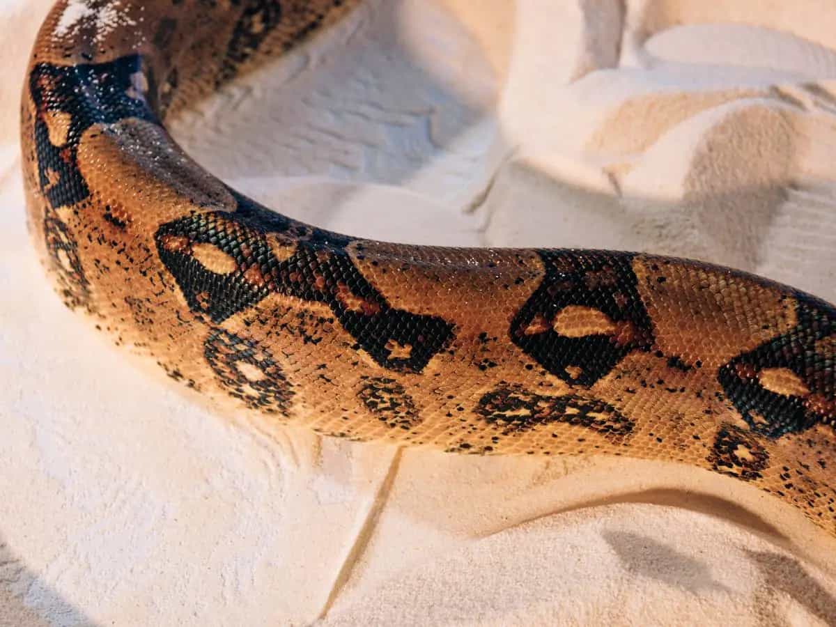 Quali sono i serpenti più grandi al mondo?