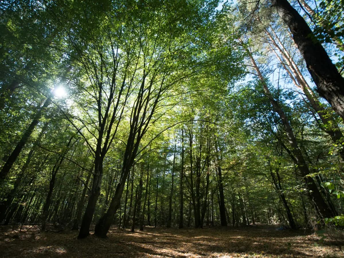 La foresta più grande d’Italia si trova a Tarvisio