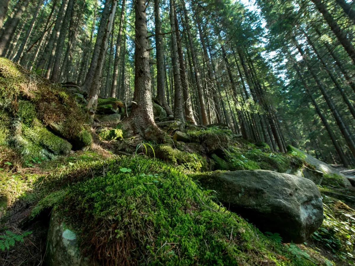 Foreste più belle d’Italia: ecco dove sono