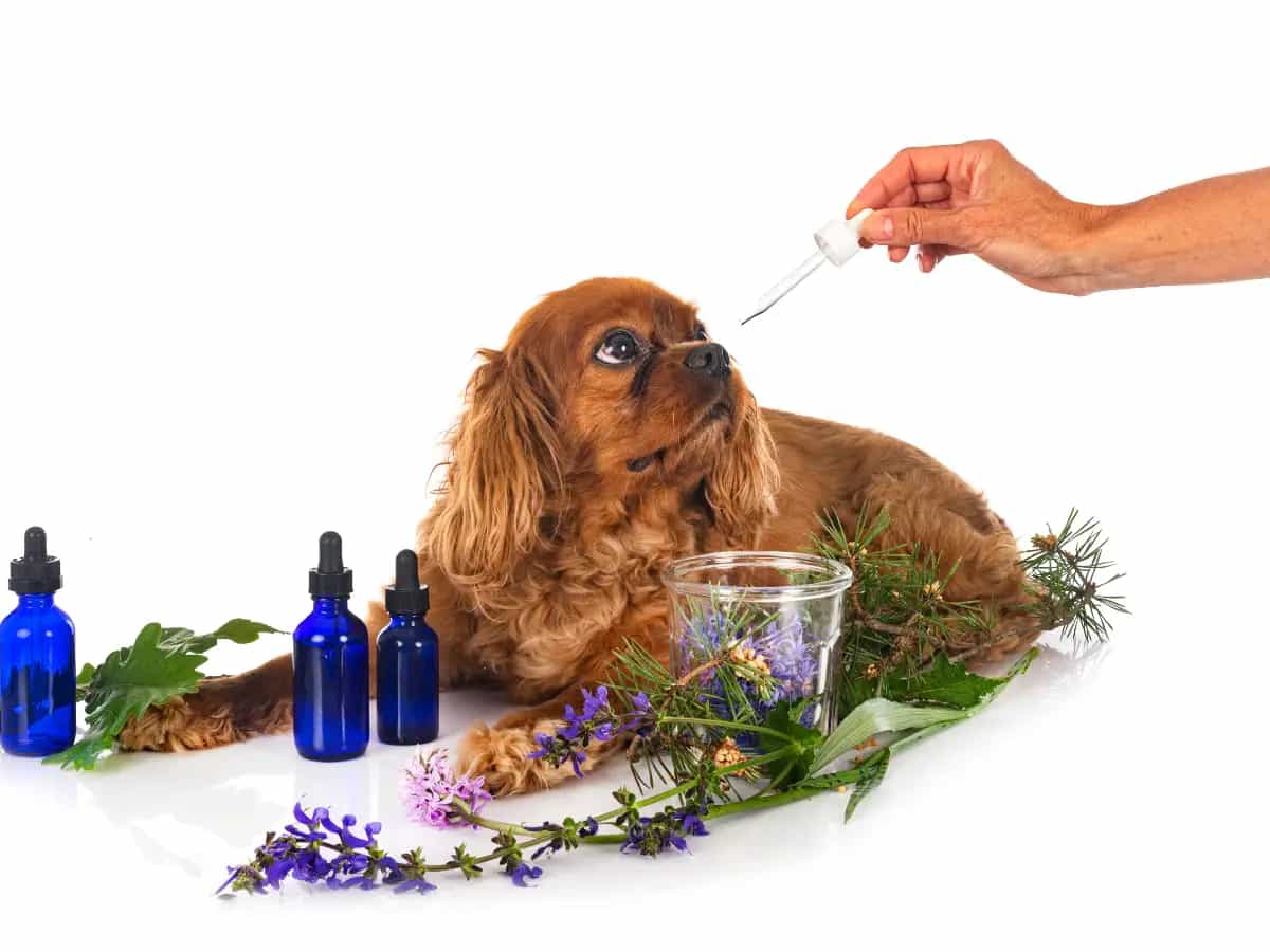 Omeopatia veterinaria: curare cani e gatti con rimedi naturali