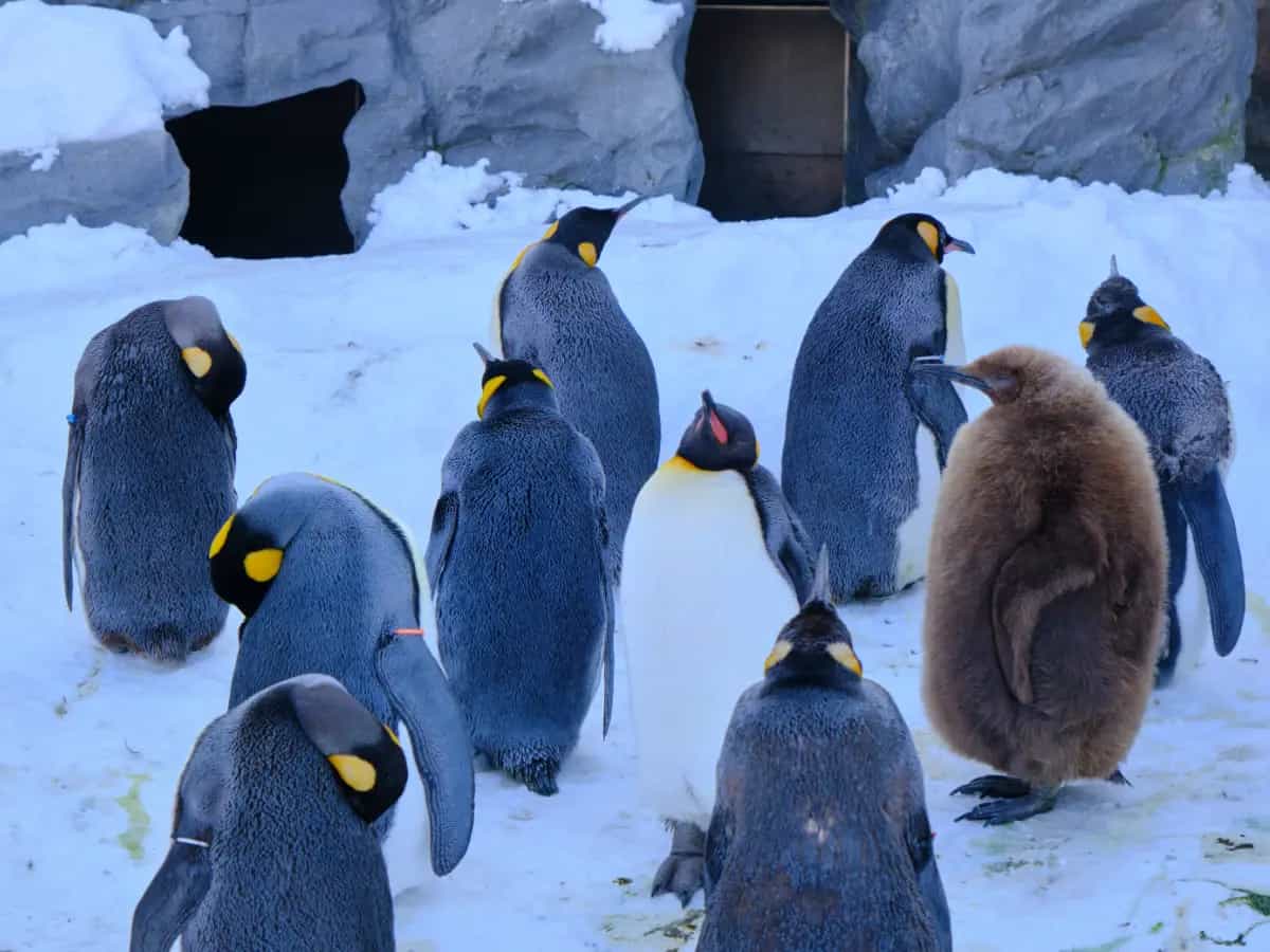 5 curiosità sui pinguini