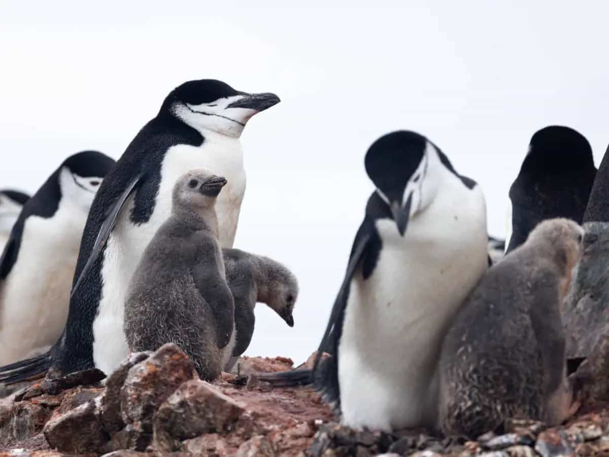 Pinguini, quali sono le specie in pericolo?