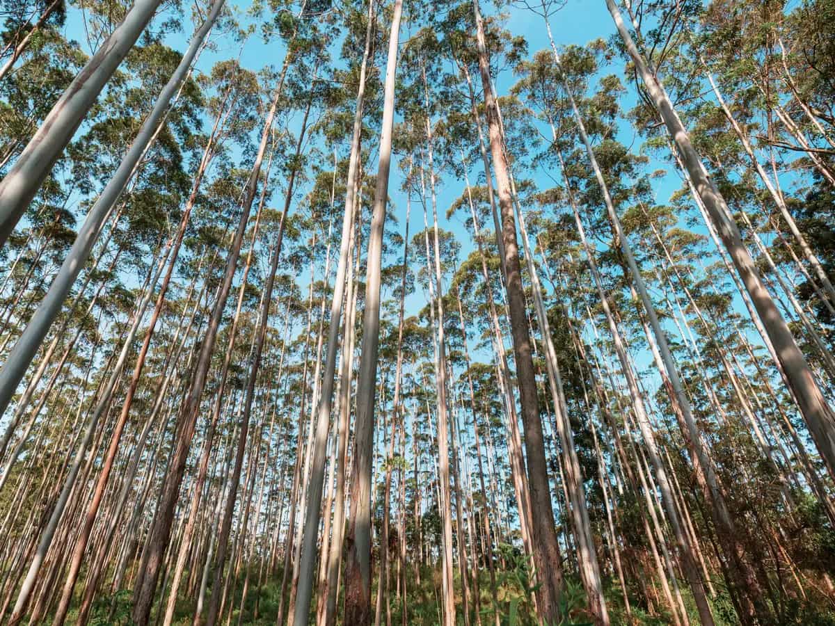 Gli alberi di eucalipto stanno diventando marroni in Australia