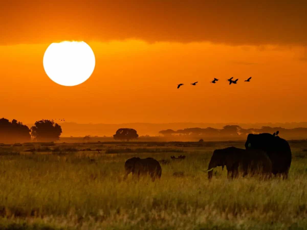 Safari in Africa, i migliori