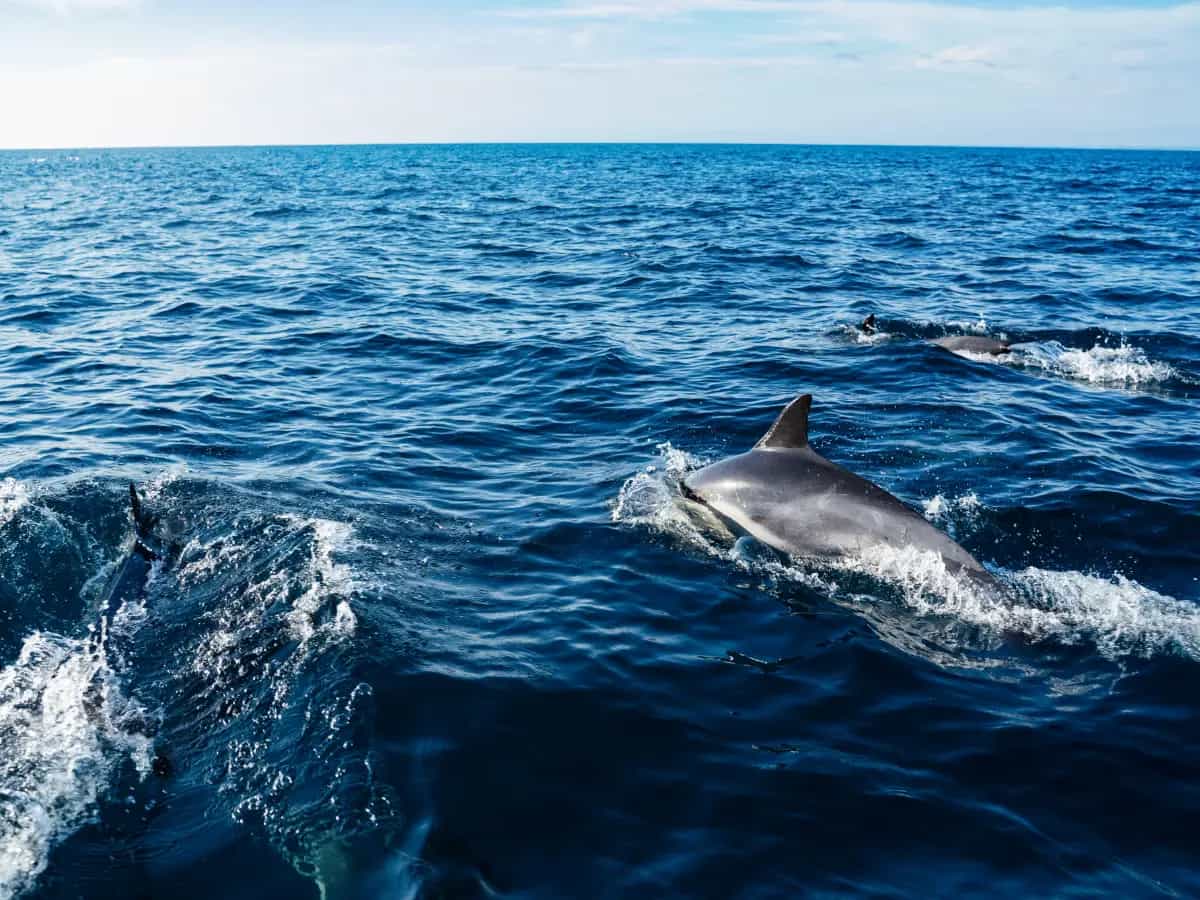 Il santuario dei cetacei: dove si trova e quando visitarlo