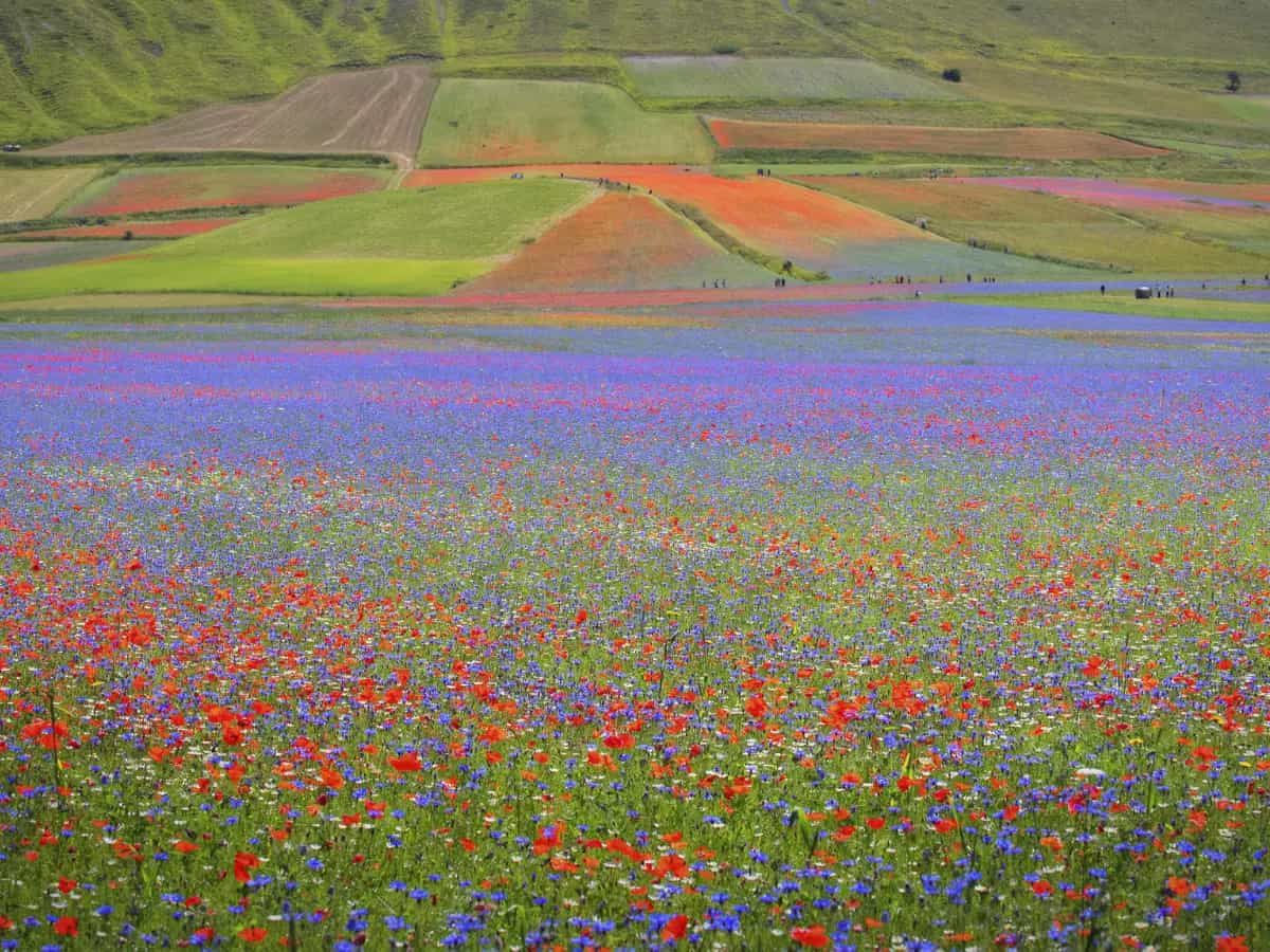 Giugno, ecco dove ammirare le più belle fioriture in Italia