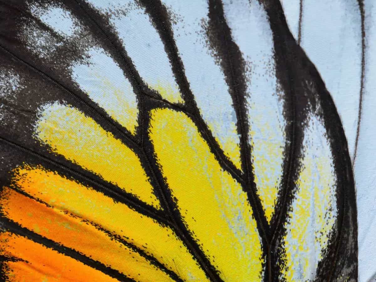 Clima, problemi anche per i colori degli insetti