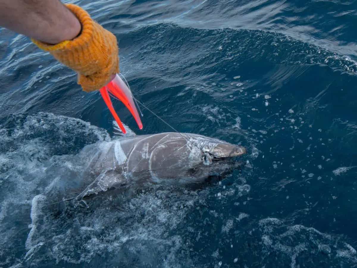 Squali, in Brasile sono positivi alla cocaina